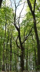 May oak forest