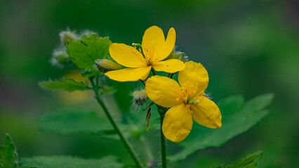 Nature, plants and flowers.