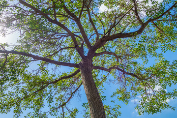 View of the walnut tree from the bottom up. Blue sky in the background. Beginning of spring