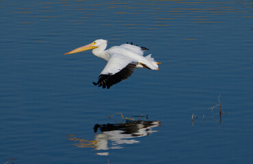 white pelican flying near water
