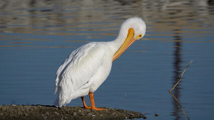 american white pelican