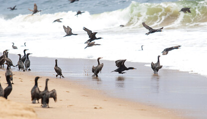 flock of cormorants on the water