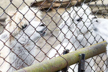 Two alpacas in love are enjoying summer day. Life on farm. Agrotourism.
