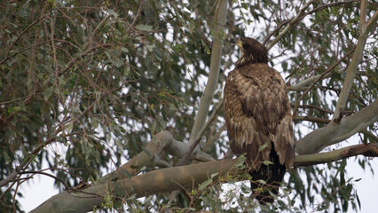bald eagle juvenile
