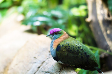 Emerald Dove sits in a tree in a zoo cage
