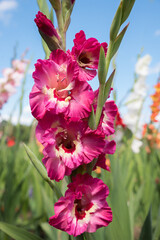 gladiolus flower tricolor