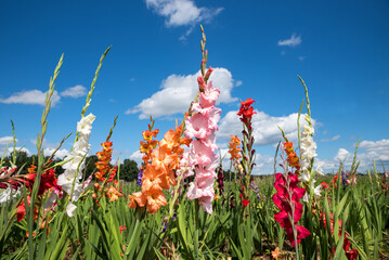 gladiolus field with colorful blossoms, for self cutting - obrazy, fototapety, plakaty