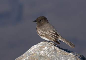 small bird perched on a rock
