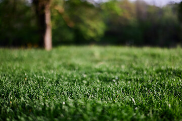 Green leaves of fresh young grass in the sunlight of the sunset sky 