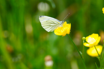 Green-veined white butterfly (pieris napi) perched on yellow marsh marigold in Zurich, Switzerland