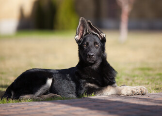 Little shepherd puppy future protector
