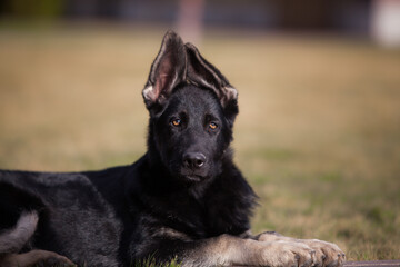 Little shepherd puppy future protector