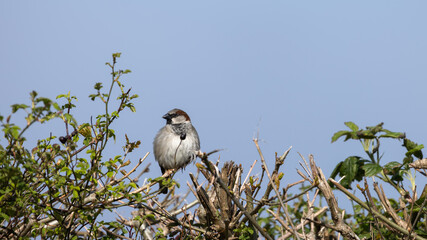 Sparrow resting on a branch in the spring sunshine