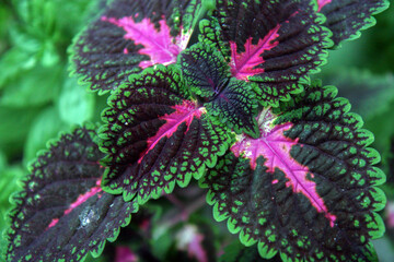 Close up of Coleus leaves (Coleus scutellarioides). selective focus