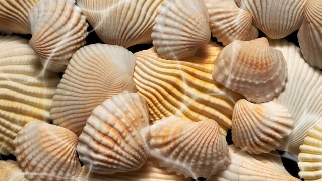 Slow movement water waves above the seashells texture. Fluid abstract ripples background video. 3840x2160 4K 29.97 Fps.