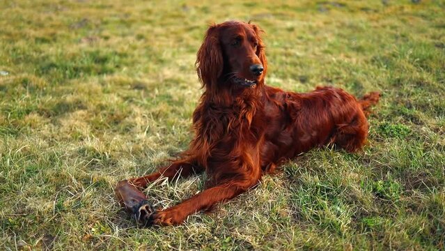 The Irish setter lies on a grass
