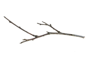 a withered twig on a white isolated background