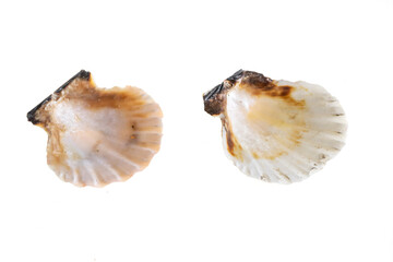 Fototapeta na wymiar shell of a sea snail on a white background