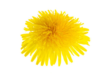 yellow flower of a dandelion on a white isolated background