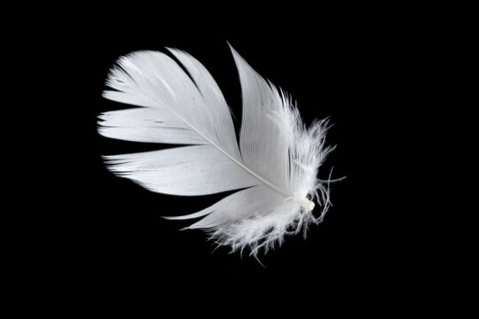 Fototapeta white feather of a goose on a black background