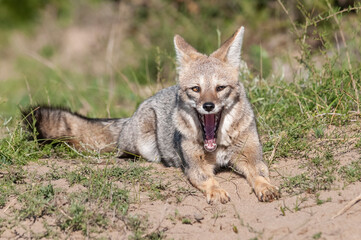 Pampas Grey fox yawning ,in Pampas grass environment, La Pampa province, Patagonia, Argentina.