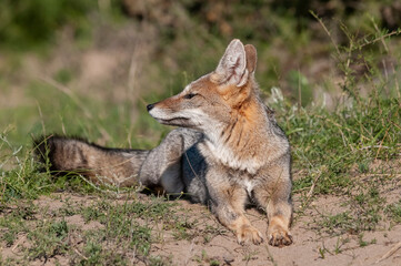 Naklejka na ściany i meble Pampas Grey fox ,in Pampas grass environment, La Pampa province, Patagonia, Argentina.