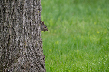 Squirrel sticks it's head from a nest in a tree