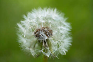 Common dandelion fruits on green blurred background. The soft and slightly silvery fruits vibrate and wave in the wind. Narrow depth of field, only the fruits in front are sharp. Background image