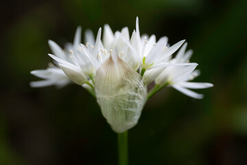 Close up of the Allium Ursinum or wild garlic that come out of the bud with green leaves at dark green blurred background. Narrow depth of field
