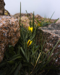 Yellow mountain flowers between two rocks in the fog