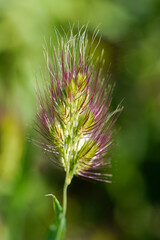 Bristly Dogtail Grass (Cynosurus echinatus)