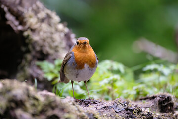 Roodborst - Robin