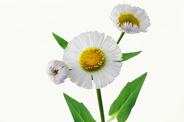 beautiful white daisy wildflower blossoms isolated on white background