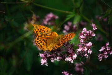 Photo of beautiful orange butterfly on the purple flowers