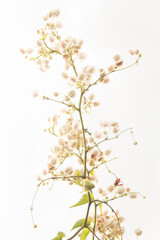 white flower isolated on white background