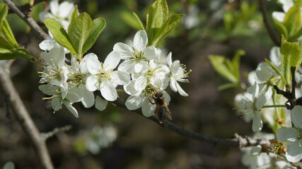 Obraz premium Cherry blossoms