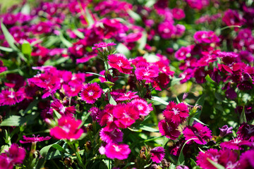 Bright flowers on a sunny day on a good day of life