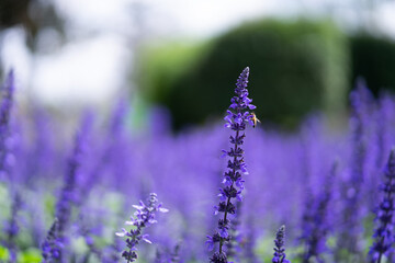 Bright flowers on a sunny day on a good day of life