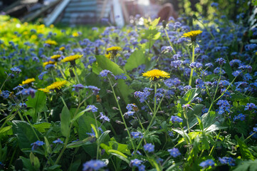 Beautiful blue flowers and yellow dandelions bloom in the garden, in the rays of the spring sun.