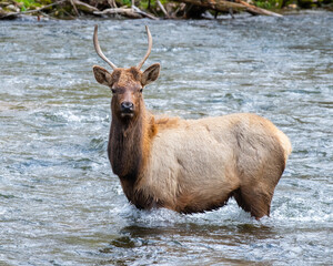 Eastern bull elk on the Oconaluftee River Trail, Great Smoky Mountains National Park, North Carolina