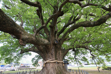 徳島県東みよし町　加茂の大クス