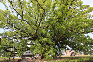 徳島県東みよし町　加茂の大クス
