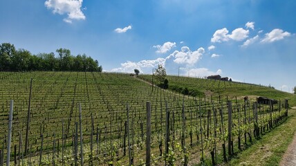 Fototapeta na wymiar landscapes of the Piedmontese Langhe of Barolo and Monforte d'Alba with its vines in the period of spring 2022
