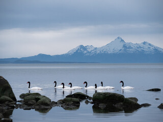 The black-necked swan (Cygnus melancoryphus) in Patagonia in Southern Chili in fjords in Puerto...