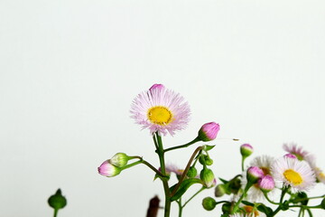 beautiful pink daisy wildflower blossoms isolated on white background