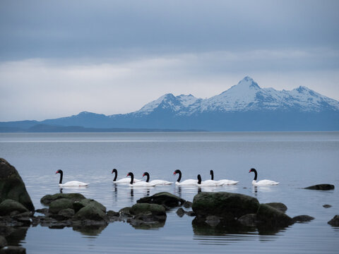The black-necked swan (Cygnus melancoryphus) in Patagonia in Southern Chili in fjords in Puerto Natales near Torres del Paine national park. High quality photo