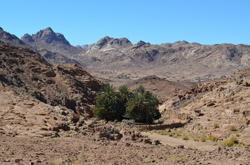 An oasis with palm trees in the mountainous desert in the Sinai peninsula, Egypt