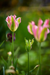 beautiful abstract background with flowers in blur dof.