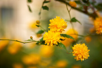 beautiful abstract background with flowers in blur dof.