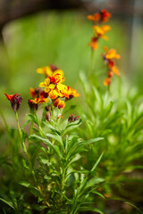 beautiful abstract background with flowers in blur dof.